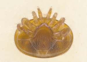 Bauchansicht - Varroamilbe (Varroa destructor) - mit Beschriftung